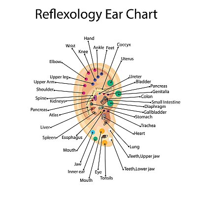 clh_ear-reflexologyChart.jpg