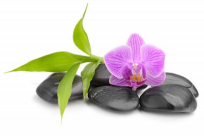 clf_spa-orchid_and_black_stones-small.jpg